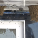 Illustration for article titled NASCAR Becomes NOPE-car With Bizarre Bee Infestation